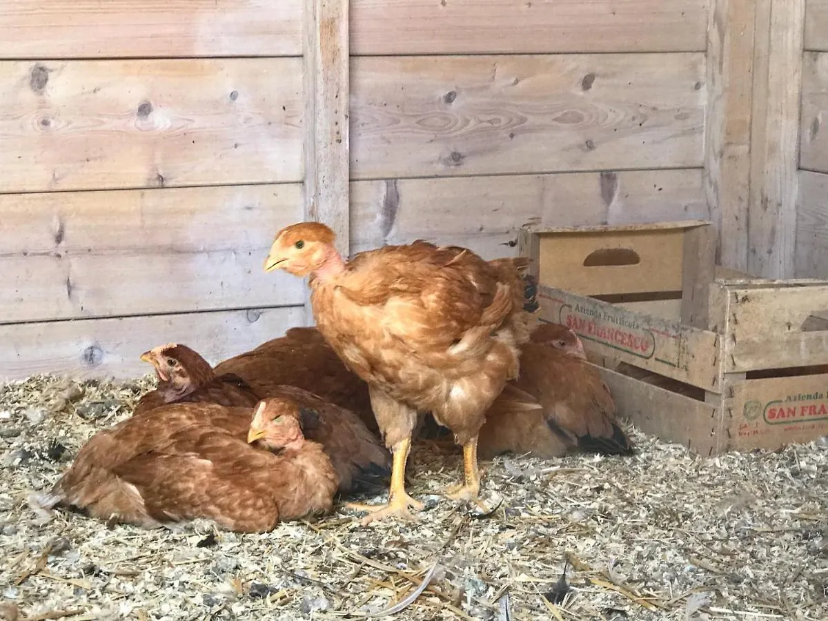 Agriturismo Il Colore Del Grano San Vittore  Farm stay San Vittore (Emilia-Romagna)