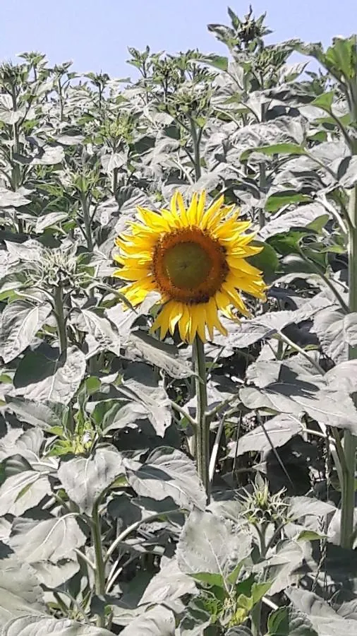 Agriturismo Il Colore Del Grano San Vittore  Italy